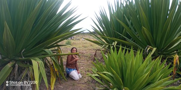 Identificação da planta Pita por foto