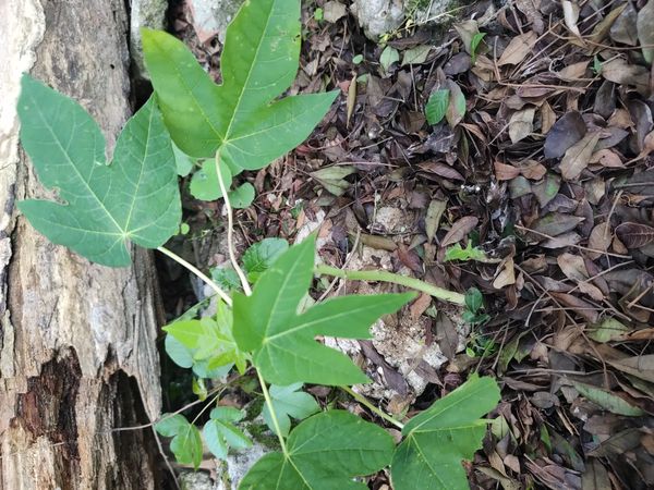Identificação da planta Mamão por foto