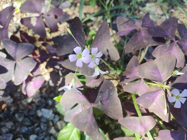 Identificação da planta Trevo negro por foto