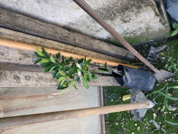 Identificação da planta Limão galego por foto