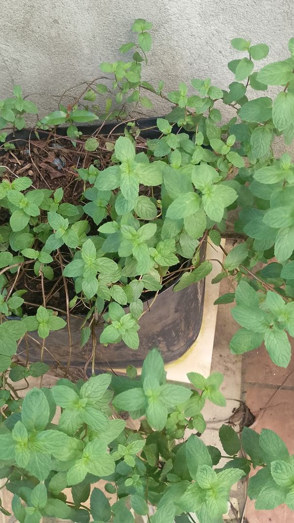 Identificação da planta Hortelã pimenta por foto