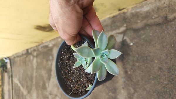 Identificação da planta Planta fantasma por foto