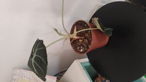 Identificação da planta Alocasia black por foto