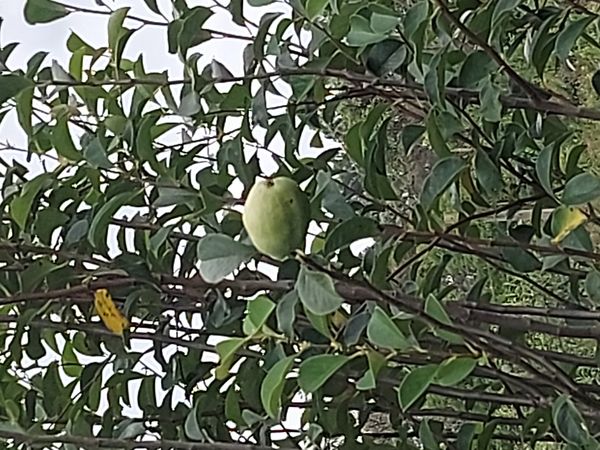 Identificação da planta marmelo-chinês por foto