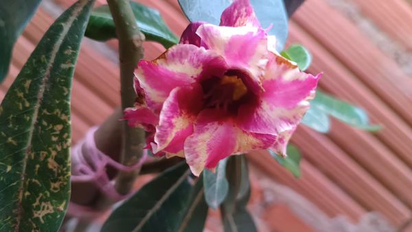 Identificação da planta Rosa do deserto por foto