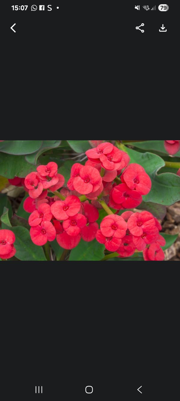 Identificação da planta Coroa-de-Cristo por foto