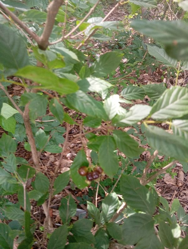 Identificação da planta Guabiroba por foto