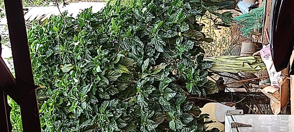 Identificação da planta Noni por foto