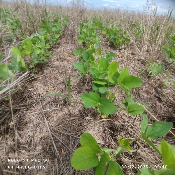 Identificação da planta Soja por foto