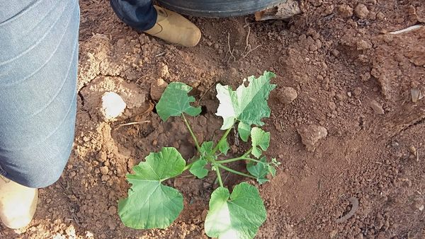 Identificação da planta Abóbora por foto