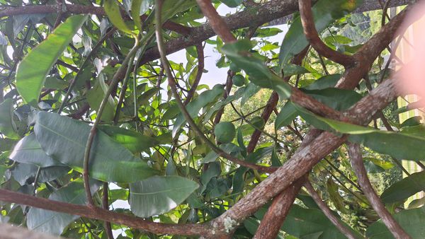 Identificação da planta Bacupari por foto