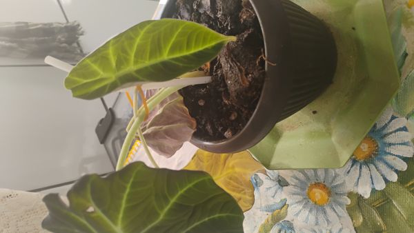 Identificação da planta Alocasia black por foto