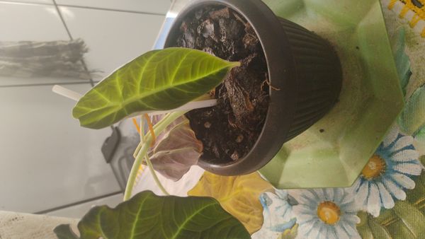 Identificação da planta Alocasia black por foto