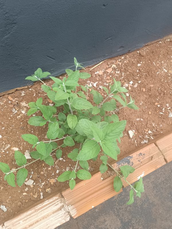 Identificação da planta Cidreira por foto