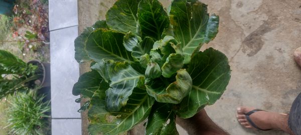 Identificação da planta Couve por foto