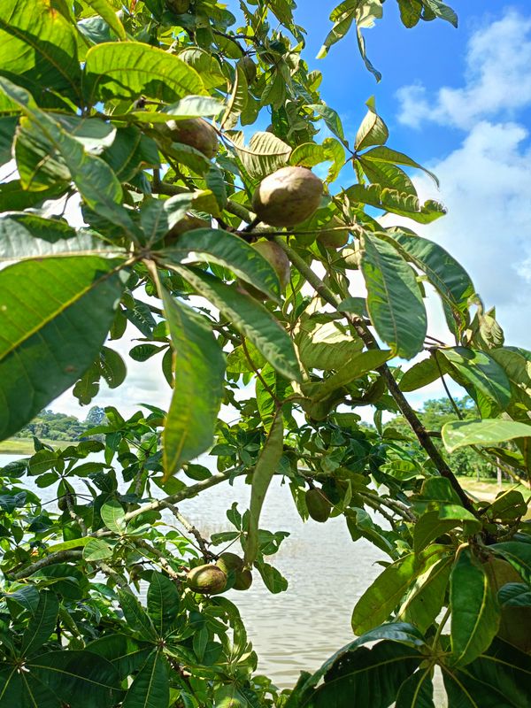 Identificação da planta Castanha-do-maranhão por foto