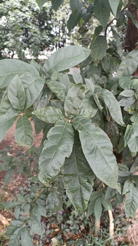 Identificação da planta Cacau por foto