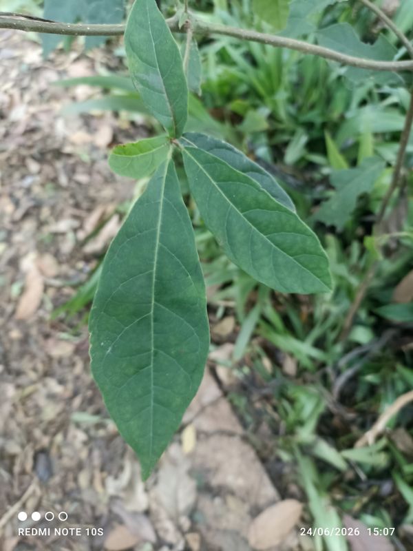 Identificação da planta Inga do brejo por foto