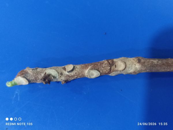 Identificação da planta Canola por foto