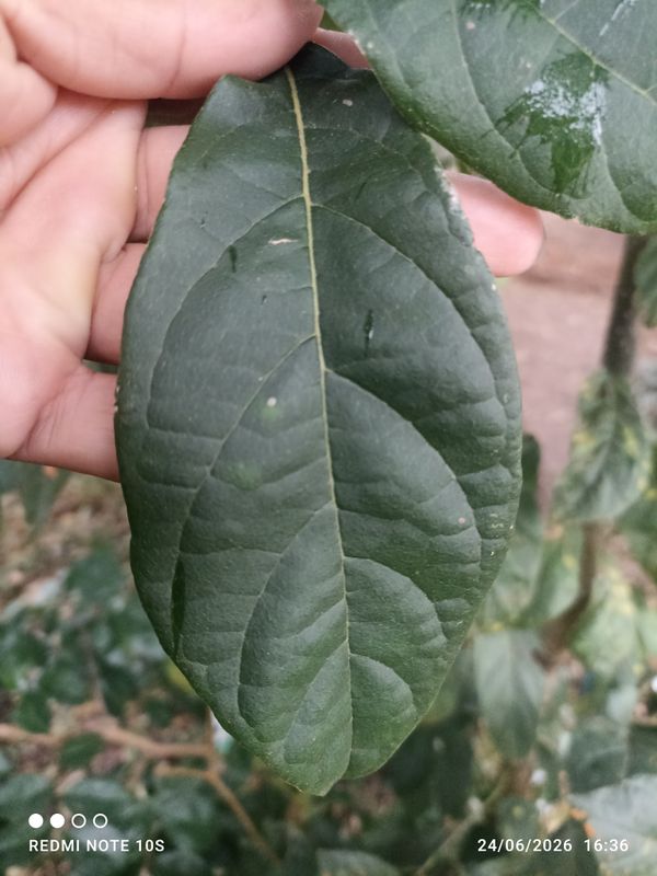Identificação da planta Freijó por foto