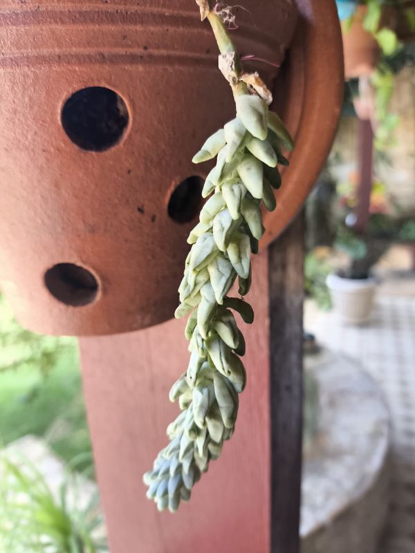 Identificação da planta Rabo-de-burro por foto