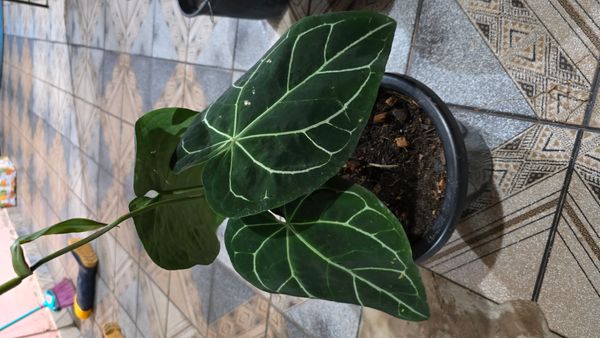 Identificação da planta Antúrio-cristalino por foto