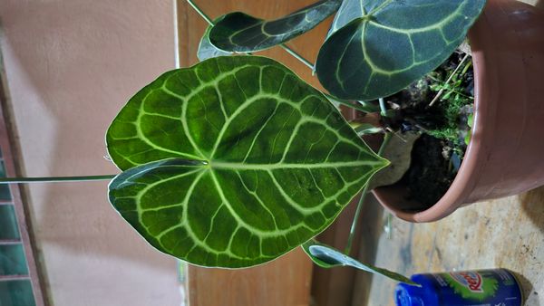 Identificação da planta Costela-de-Adão Miniatura por foto