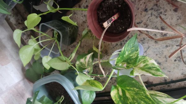 Identificação da planta Jiboia por foto