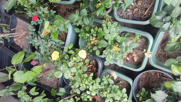 Identificação da planta Rosa-amarela por foto