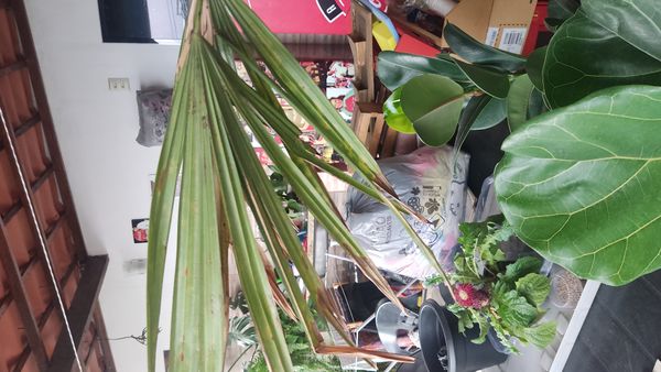 Identificação da planta Palmeira-de-leque por foto
