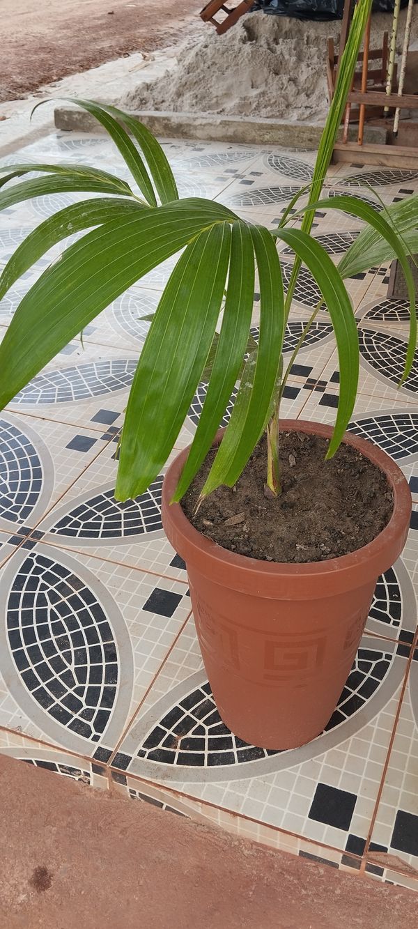Identificação da planta Palmeira Leque da China por foto