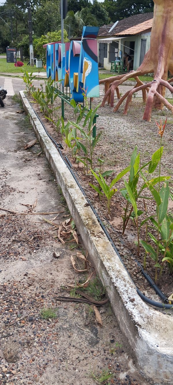 Identificação da planta Bananeira-de-jardim por foto