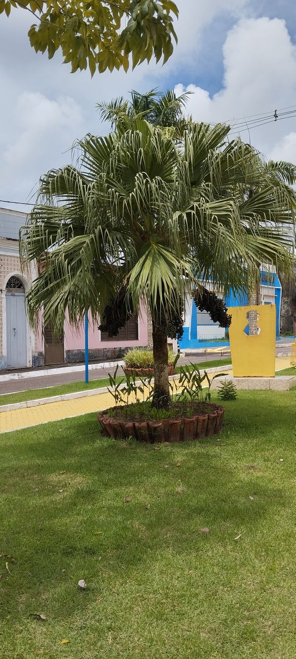 Identificação da planta Palmeira Leque da China por foto