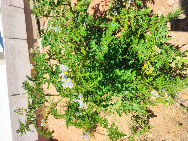 Identificação da planta Juá por foto