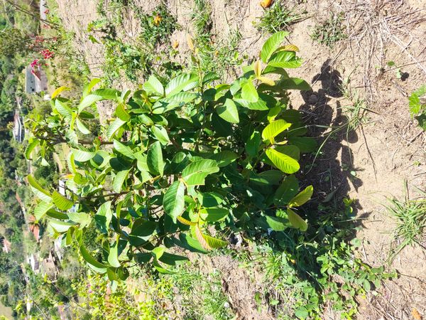 Identificação da planta Goiabeira por foto