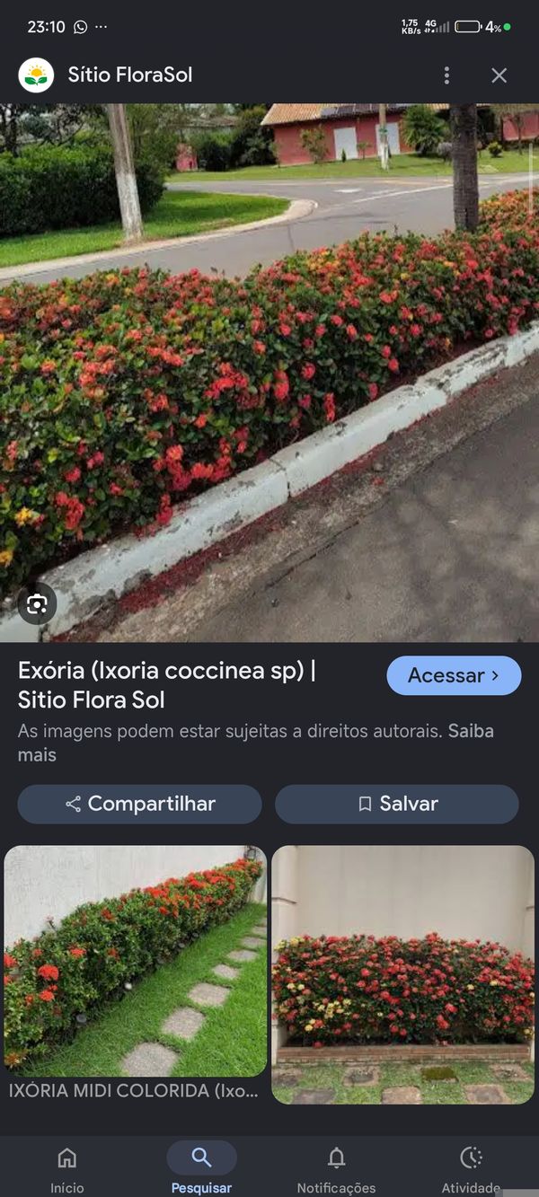Identificação da planta Ixora por foto