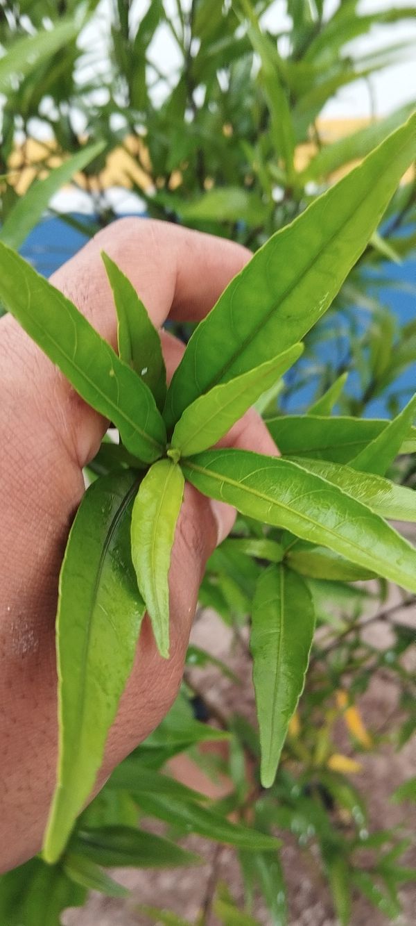 Identificação da planta Abre caminho por foto