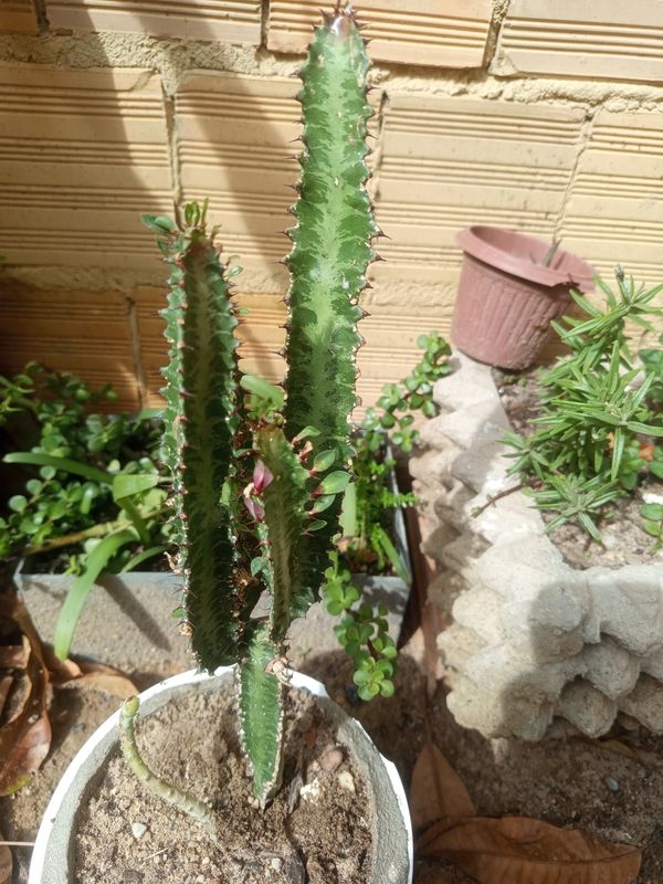 Identificação da planta Candelabro por foto