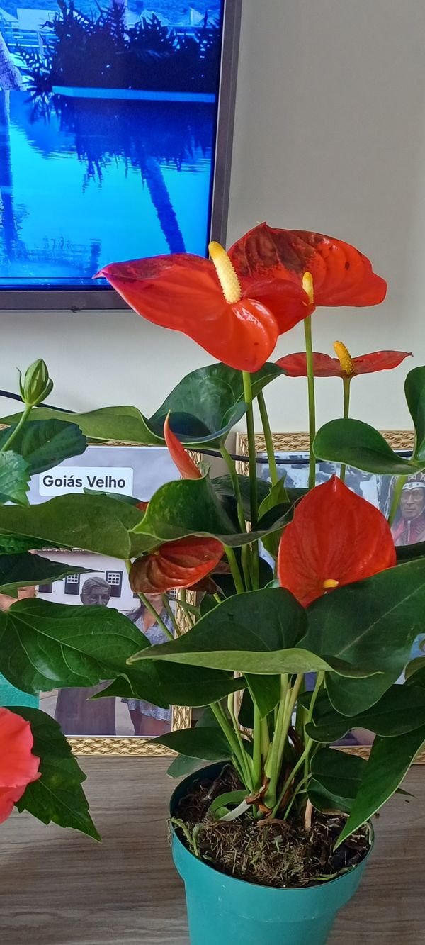 Identificação da planta Micro antúrio por foto