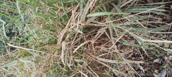 Identificação da planta Capim-pé-de-galinha por foto
