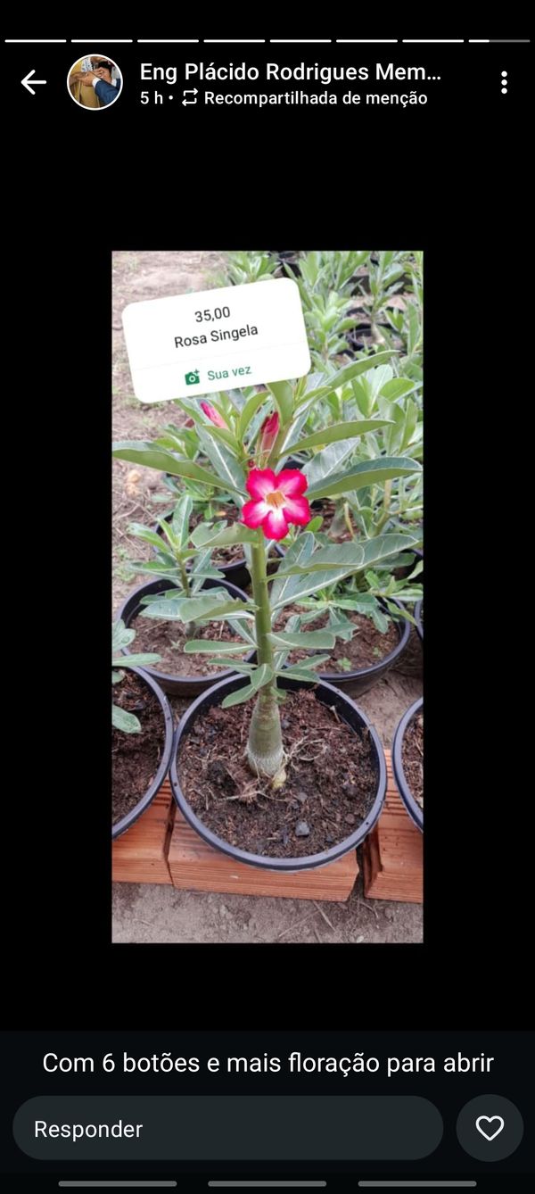 Identificação da planta Rosa do deserto por foto