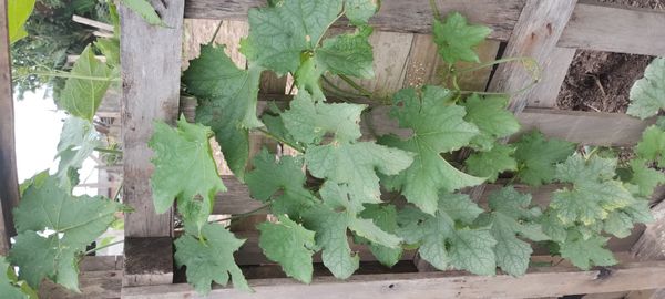 Identificação da planta Bucha por foto