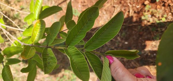 Identificação da planta Goiabeira por foto