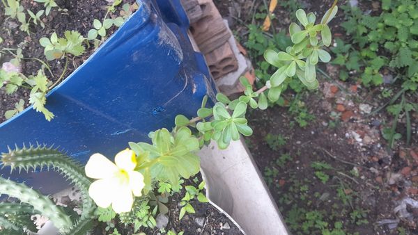 Identificação da planta Onze Horas por foto