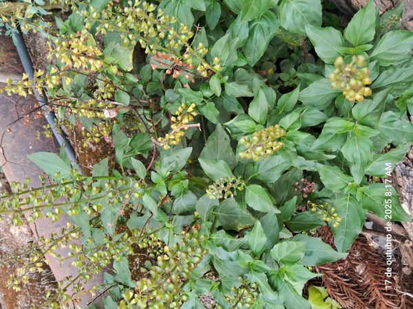 Identificação da planta Manjericão-anão por foto