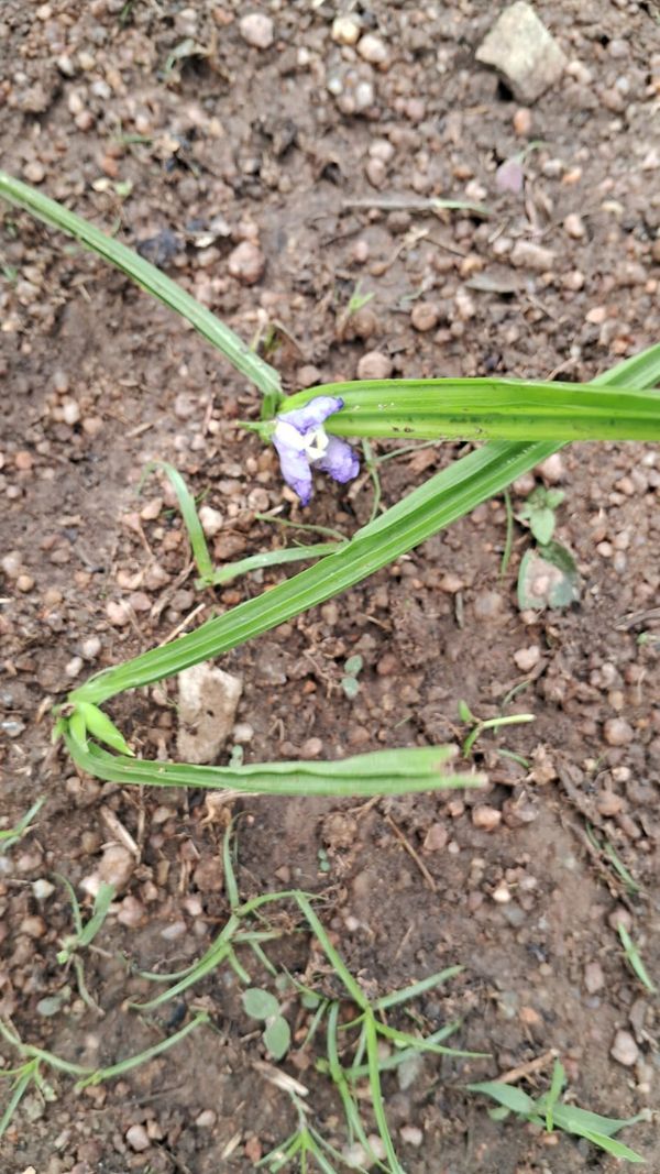 Identificação da planta Cipó-de-sapo por foto