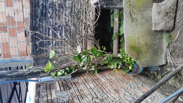 Identificação da planta Jitirana por foto