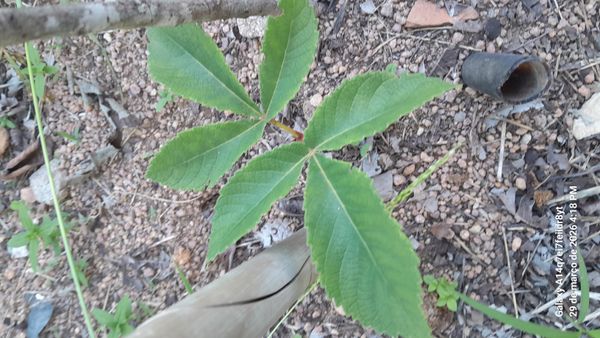Identificação da planta Sumagre-chinês por foto