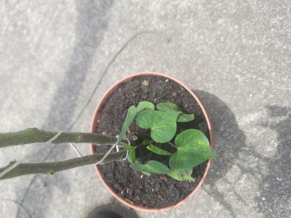 Identificação da planta Glória-da-manhã por foto