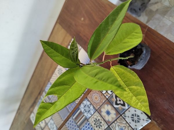 Identificação da planta Hera por foto